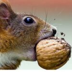 ¿Por qué las ardillas comen bellotas? Beneficios, instinto y supervivencia