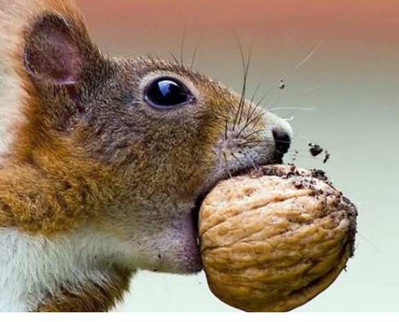 ¿Por qué las ardillas comen bellotas?