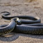 ¿Por Qué las Víboras se Mueven Después de Muertas? La Explicación Científica